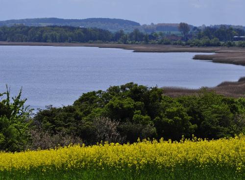 Rapsfeld über dem Bodden