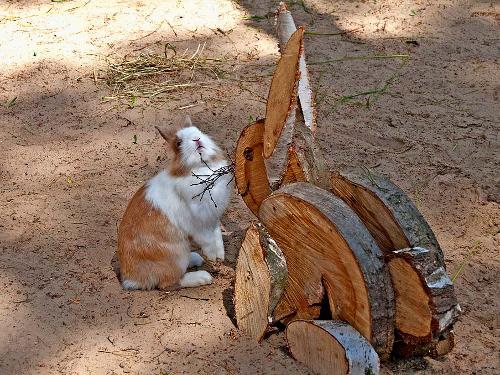 Hasen unter sich