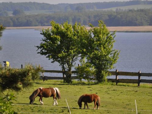 Unsere Ponys auf der Koppel