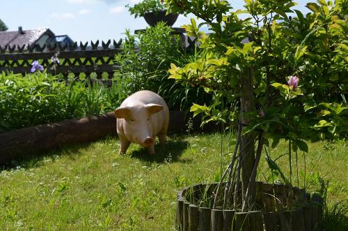 Schwein gehabt...