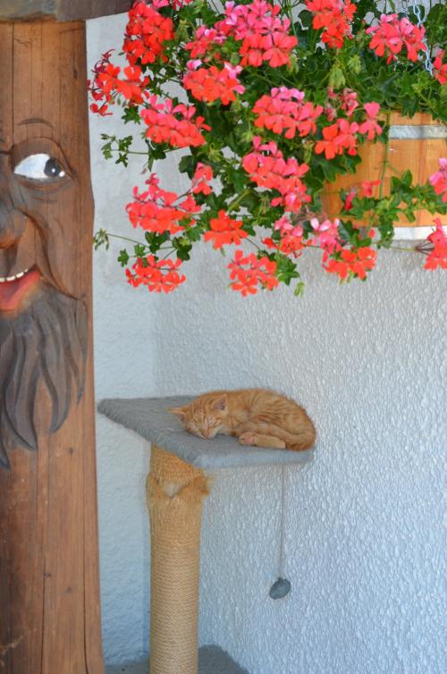 Ein kleines Nickerchen so zwischendurch...