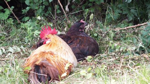 Im Garten