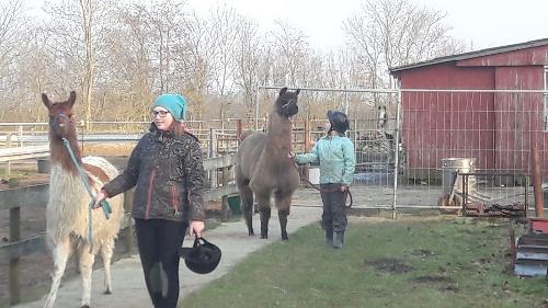 Spaziergang mit den Lamas