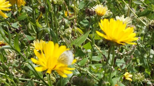 Schmetterling im Garten