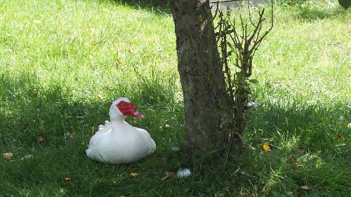 Ente im Garten