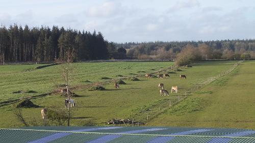 Blick zum Wald