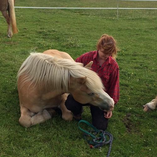 Pferd Störtebeker Pferd Störtebeker