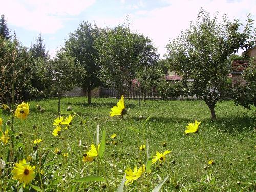 Streuobstwiese im Garten