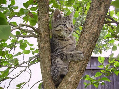 Katze
