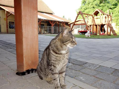 Katze
