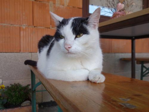 Unser Hofkater