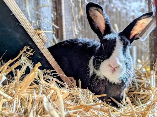 Eines unserer Langohren