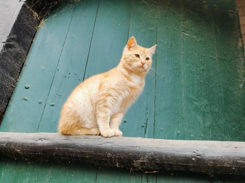 Katze