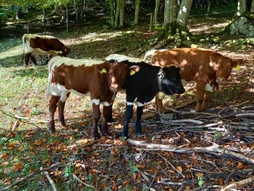 Unsere Kälbchen, Herzei, Sternei, Gustl, Korbi