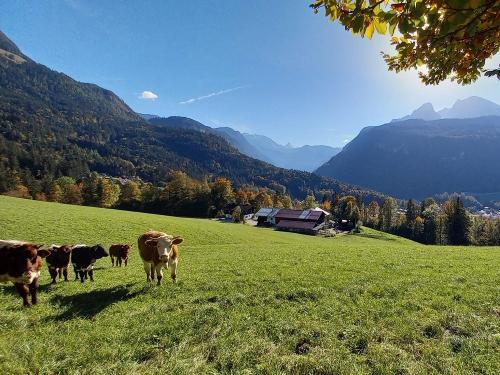 Unsere Tiere auf der Wiese