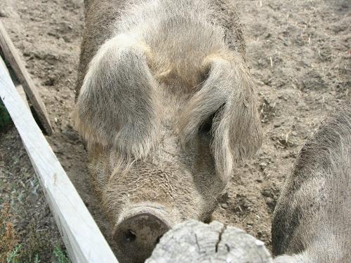 die Schweine