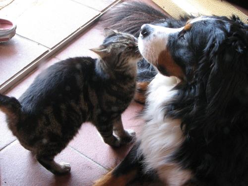 Hund & Katze