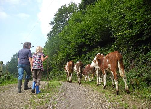 Rauferhof - Kühe und Wanderer