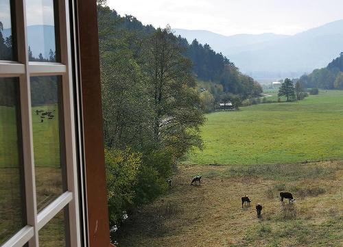 Rauferhof Kühe auf der Wiese