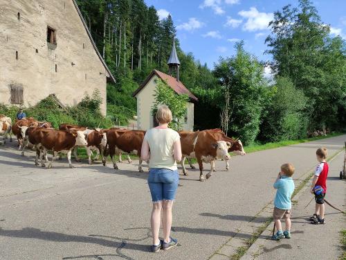 Rauferhof, Kühe werden auf die Weide getrieben