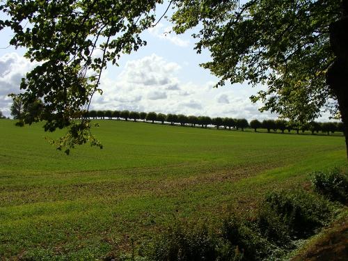 Festonallee vor Schloss Bothmer