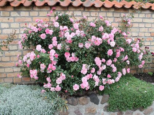 gemeinschaftlicher Garten Fewo