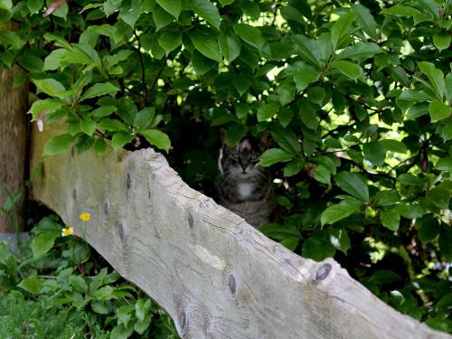 katze