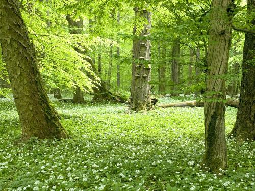 Nationalpark Hainich