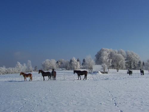 schneepferde