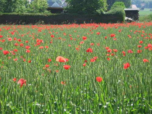 Mohnblumen