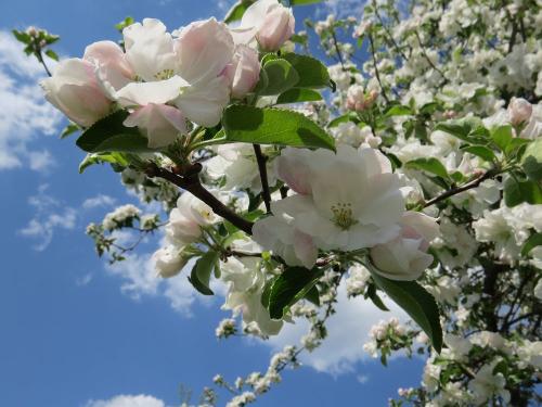 Frühling