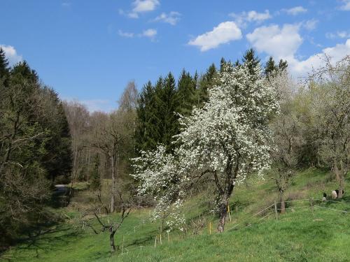 obstgarten