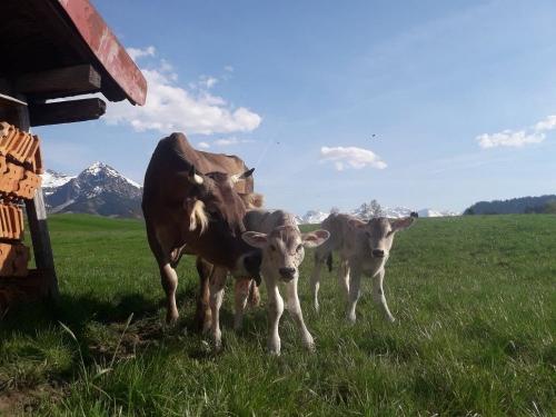 Unsere Kuh Agi