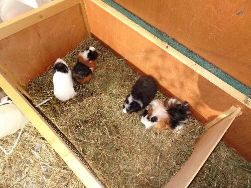 Nachwuchs bei den Meerschweinchen