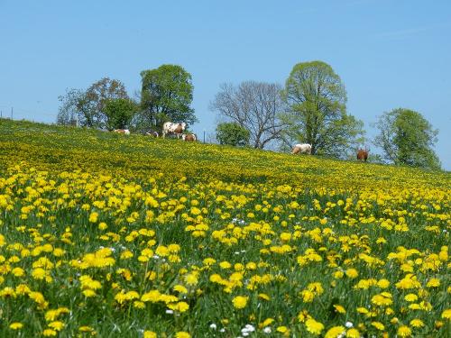 Frühling