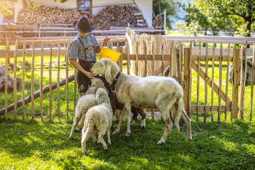 Hartl mit Schafe