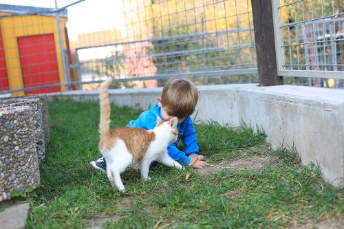 Junge mit Katze