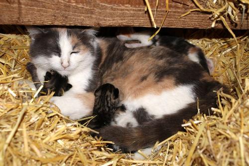 Katzenkinder