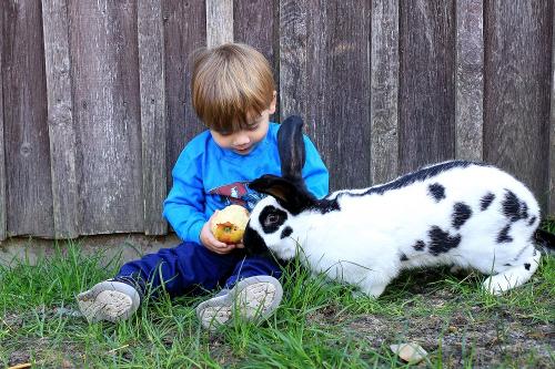Junge mit Hase und Apfel
