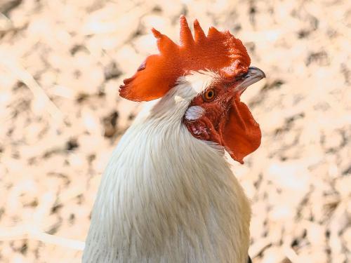 Streichelhahn Günther