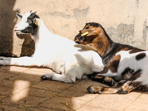 den Ziegen beim Chillen zuschauen