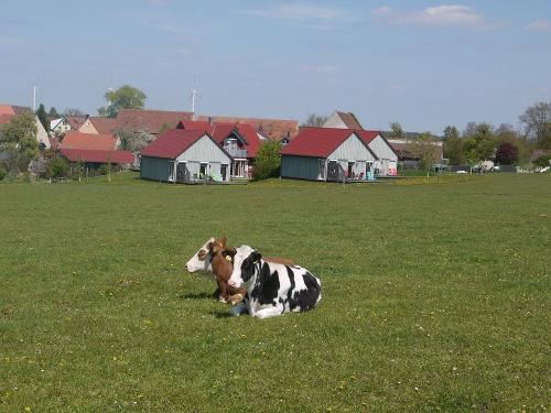 fotosteigerwaldwerbunganlagemitkuh