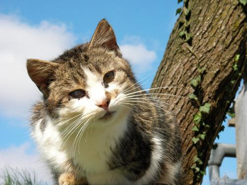 ferienhof_emmert_katze