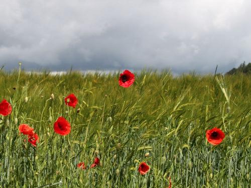 ferienhof_emmert_sommer