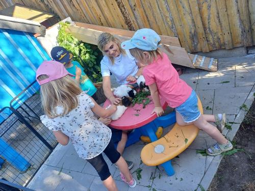 kinderhofstilleseckmeerschweinchenfttern