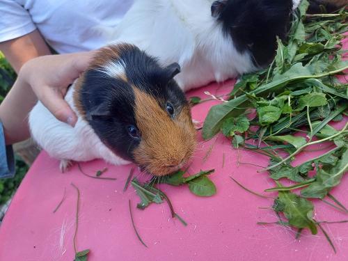 kinderhofstilleseckklausimeerschweinchen