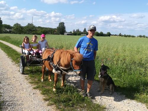Sulkyfahrt mit Da Vinci