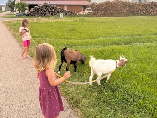 Ziegenspaziergang