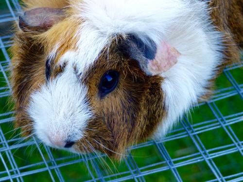 Meerschweinchen