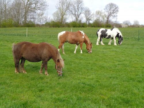 Ponys